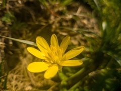 Ranunculus alismifolius