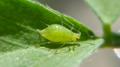 Acyrthosiphon pisum