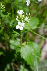 Cardamine bulbosa