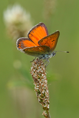 Lycaena candens