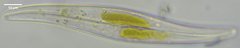 Gyrosigma acuminatum