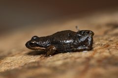 Cacosternum australis