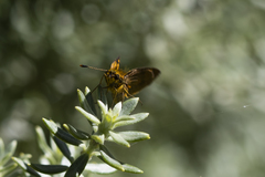 Metisella metis