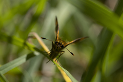 Metisella metis
