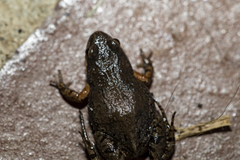 Cacosternum australis