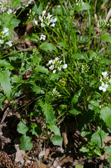 Cardamine bulbosa