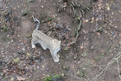 Panthera pardus tulliana