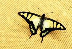 Graphium cloanthus