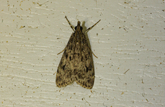 Eudonia truncicolella