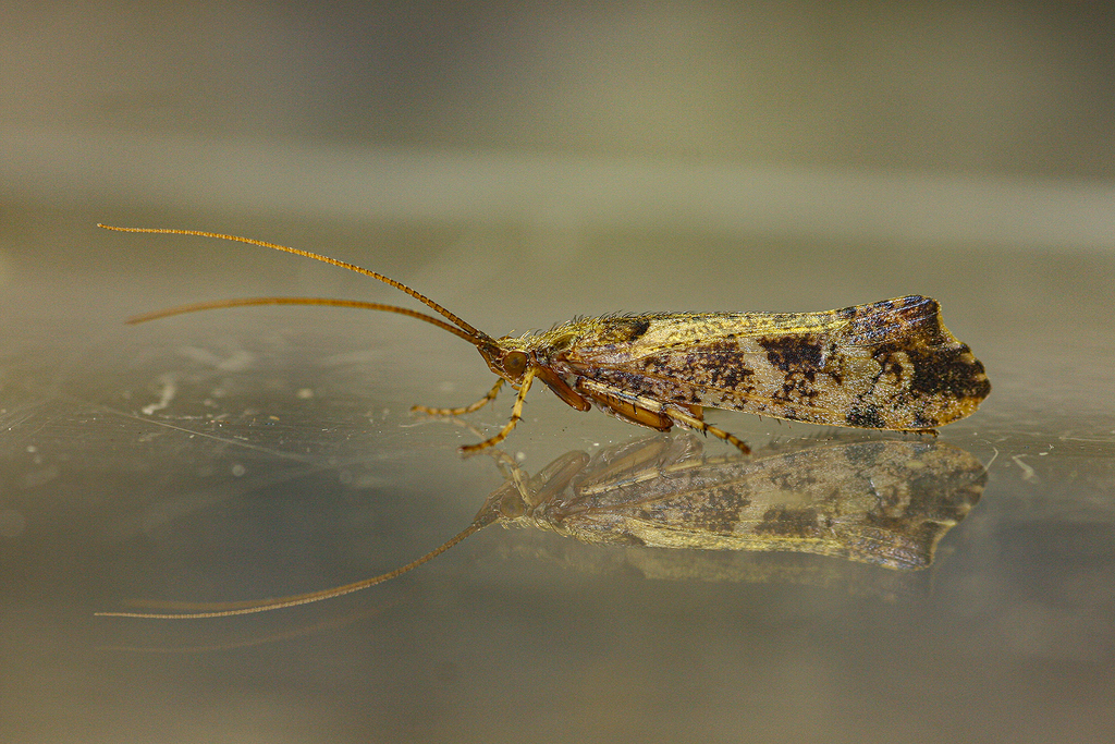 Mottled Sedge, photo 1 of 10