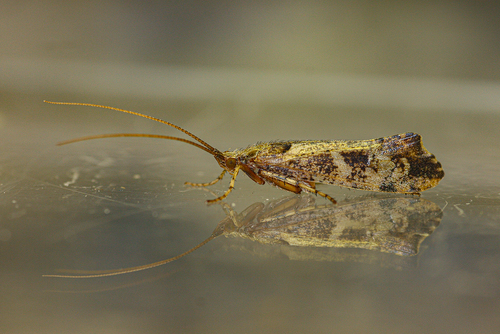 Mottled Sedge