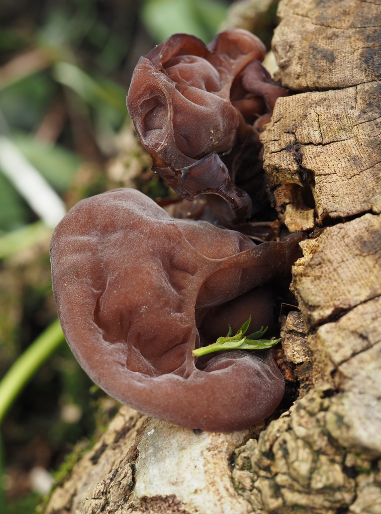 Auricularia auricula-judae · May 2026 · photo: © bibblebug (iNaturalist, cc-by)