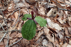 Trillium gracile