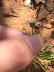 Erigeron bellidiastrum
