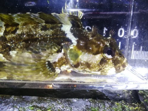 Labrisomus nuchipinnis