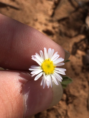 Erigeron bellidiastrum