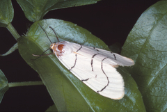 Spilosoma curvilinea