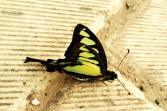 Graphium cloanthus