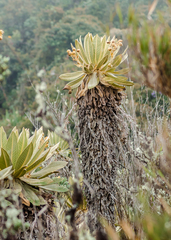 Espeletia hartwegiana