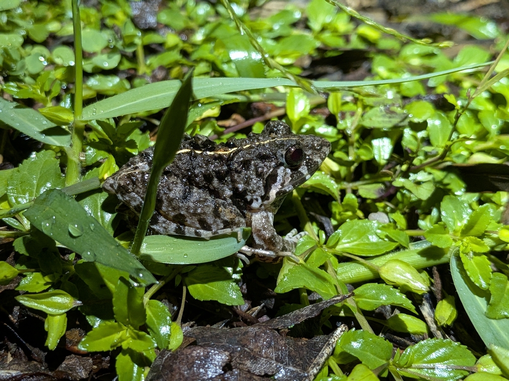 Common Indian Cricket Frog (Minervarya agricola)
