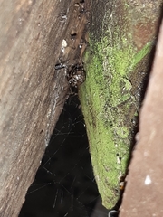 Theridiidae