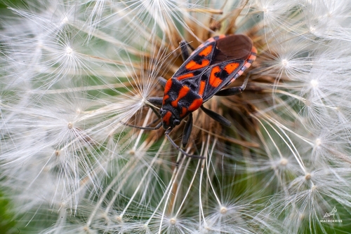 Spilostethus saxatilis