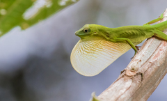 Anolis chloris