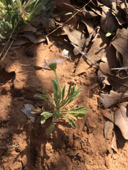 Erigeron bellidiastrum