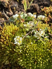 Cochlearia pyrenaica, photograph (c) Dave, some rights reserved (CC BY)