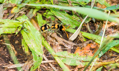 Hoplomutilla insignis