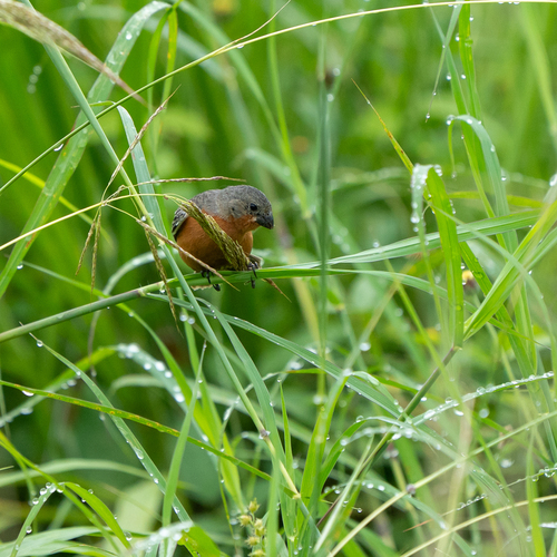 Ruddy-breasted Seedeater (Sporophila minuta), photo 6