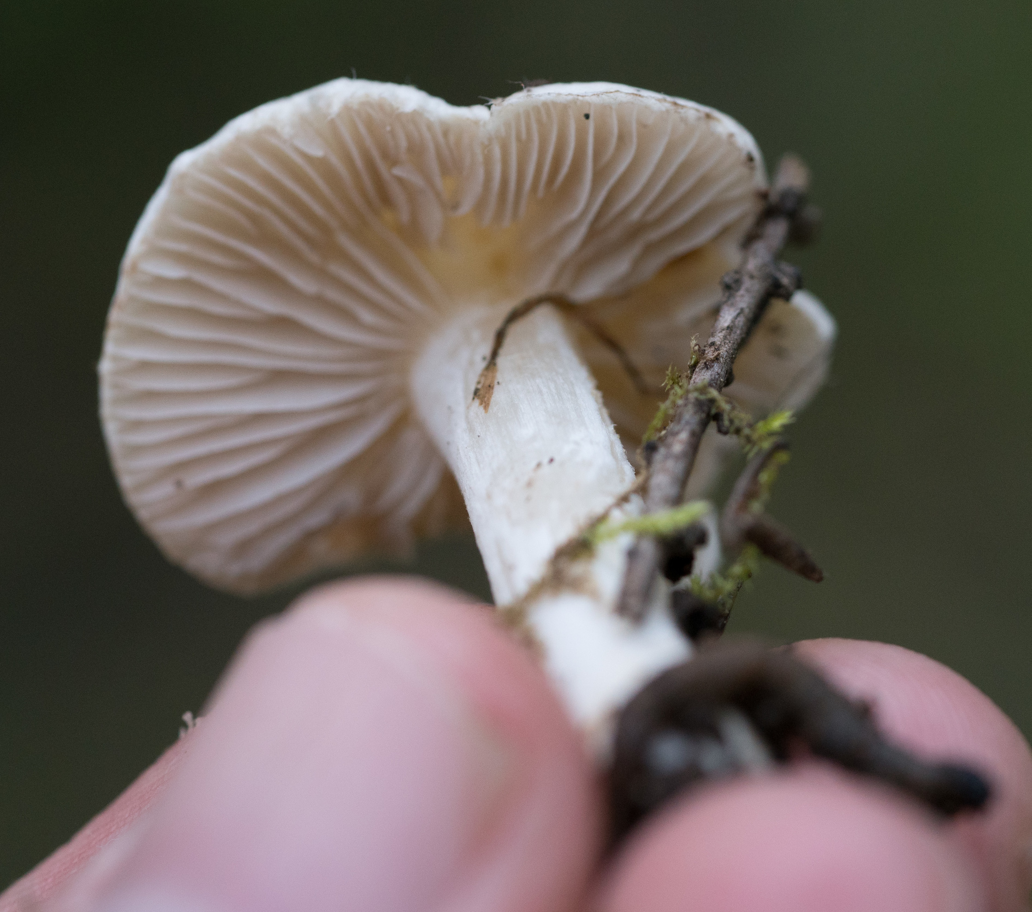Inocybe geophylla image