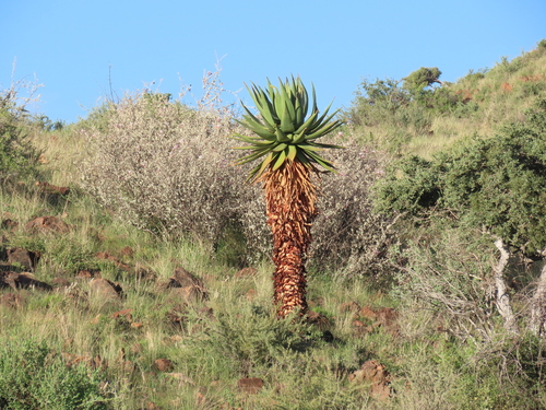 Aloe littoralis, photograph 5