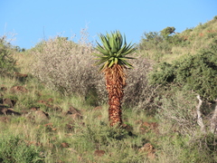 Aloe littoralis, photograph author not stated, no rights reserved