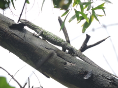 Varanus bengalensis