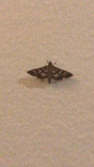 Sameodes