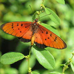 Acraea aglaonice
