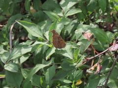 Polygonia c-aureum lunulata