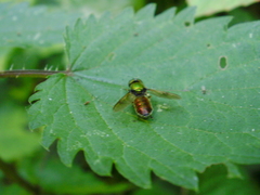 Chloromyia formosa
