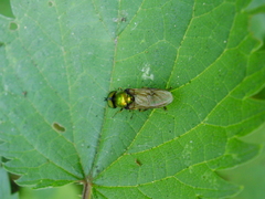 Chloromyia formosa
