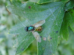 Chloromyia formosa