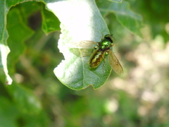Chloromyia formosa