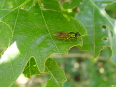 Chloromyia formosa