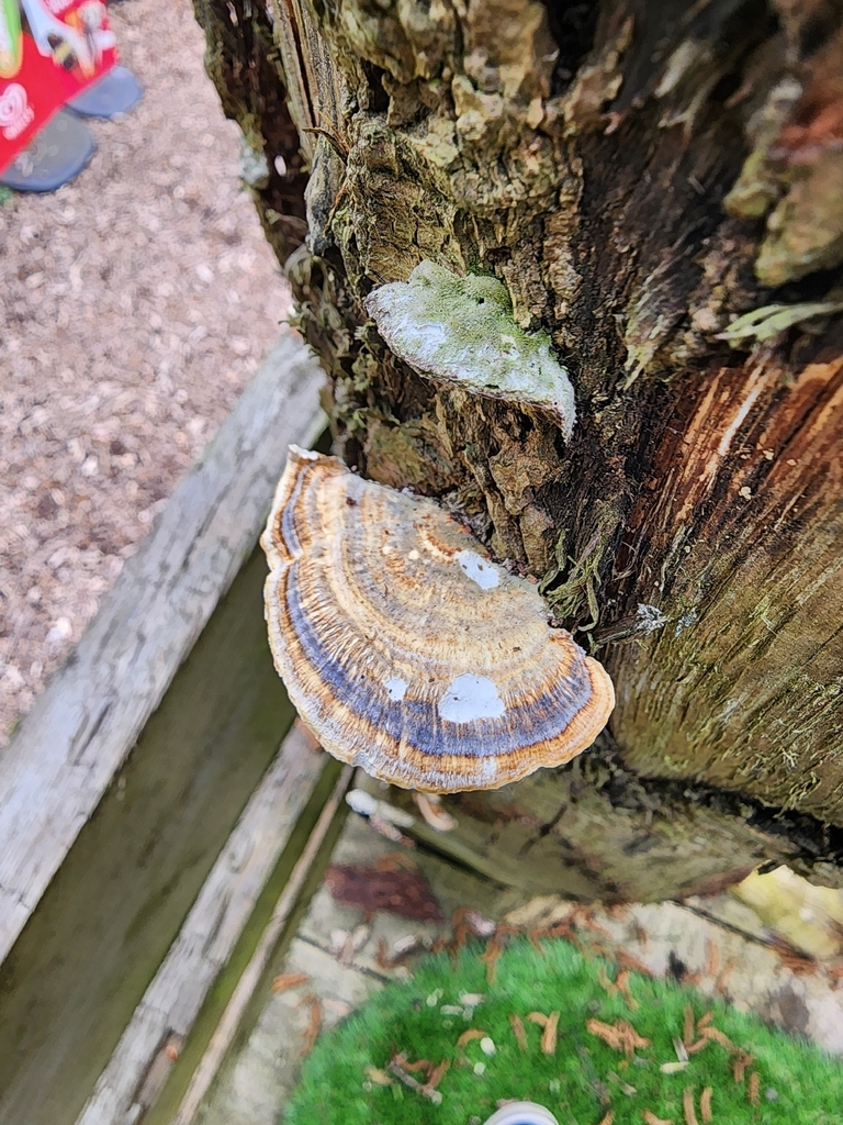 Trametes versicolor · May 2026 · photo: © dave_r_clark (iNaturalist, cc-by)