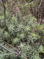 Lasiosiphon capitatus