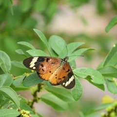 Acraea encedon