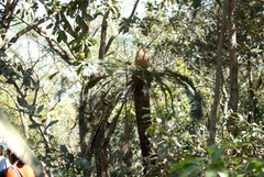 Dioon holmgrenii
