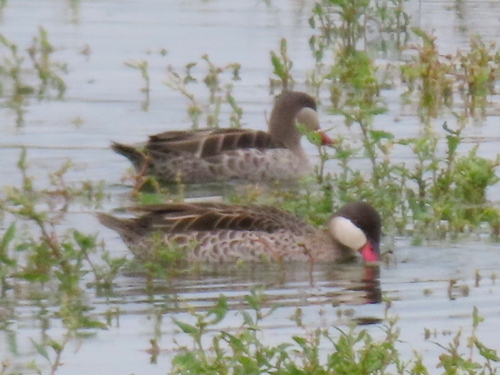 iNaturalist image