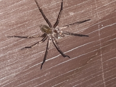 Uliodon albopunctatus