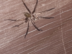 Uliodon albopunctatus